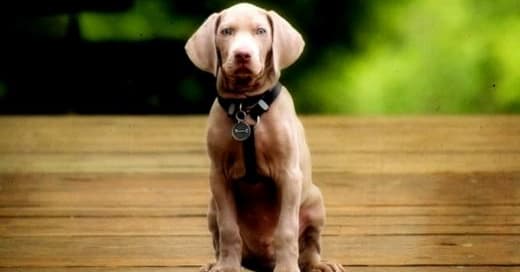 Fotos de cachorro Weimaraner
