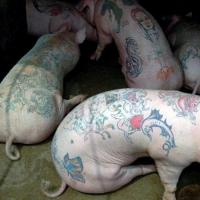 Imagem de tatuagem em porcos