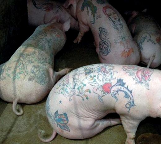 animais tatuados
