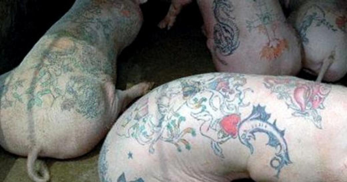 animais tatuados