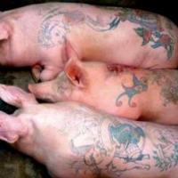 Fotos de porcos com tatuagem
