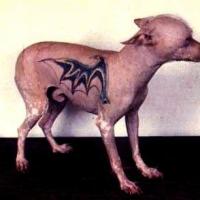 Fotos de cachorro com tatuagem