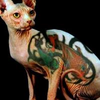 Imagem de tatuagem em gatos