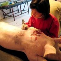 Fotos de tatuagem em animais