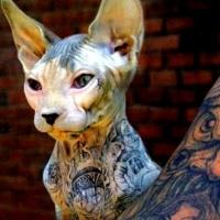 Imagem de gato Sphynx com tatuagem