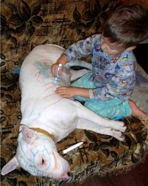 animais tatuados