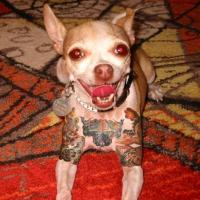 Foto de cão tatuado