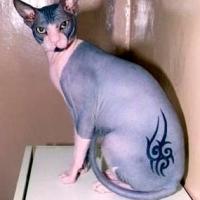 Foto de tatuagem em animais