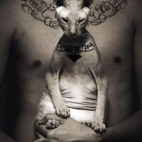 Gato com tatuagem feita pelo seu dono tatuador russo, Timur, que causou polêmicas