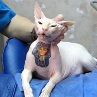 Gato sem pelo com tatuagem egípcia
