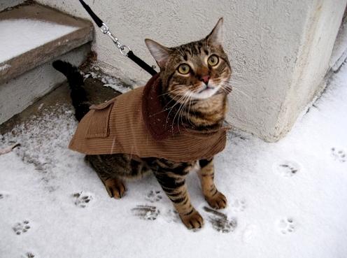 Gatos de coleira: Eles podem te acompanhar num passeio ou viagem