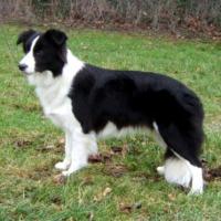 Imagem de Border Collie
