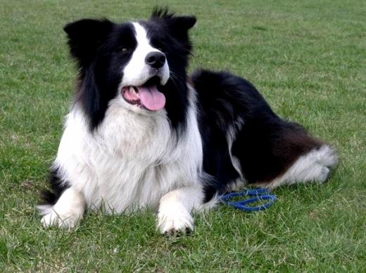 Raça de cachorro Border Collie