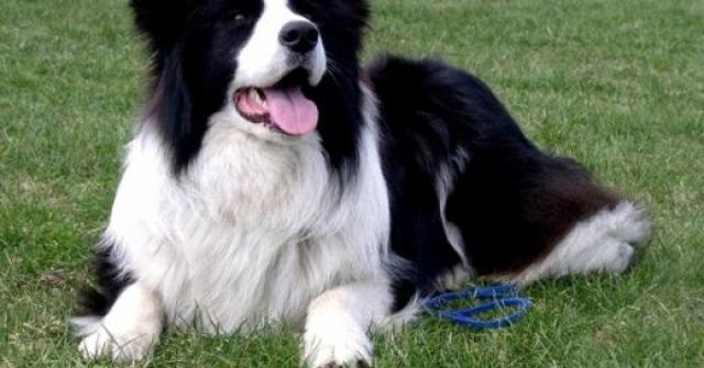 Raça de cachorro Border Collie
