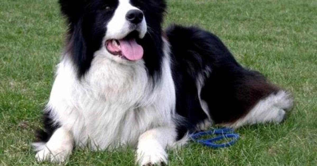 Raça de cachorro Border Collie