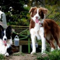 Fotos da raça de cachorro Border Collie