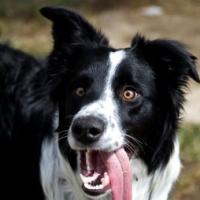 Imagem de cachorro Border Collie