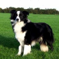 Fotos de Border Collie