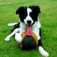 Imagem de Border Collie