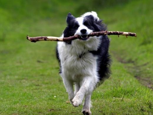 Raça de cachorro Border Collie