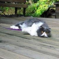 Fotos de gatos de coleira