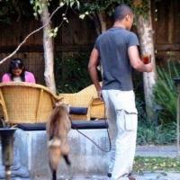 Imagem de gatos com coleira