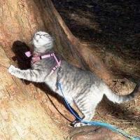 Foto de Gatos usando coleira