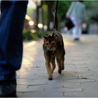Imagem de gatos na coleira