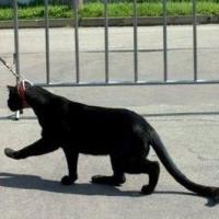 Fotos de gatos com coleira