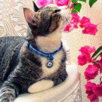 Coleira para gatos