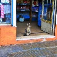 Foto de coleira em gatos