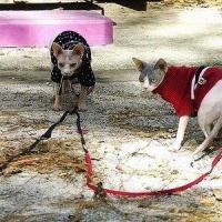 Imagem de gatos de coleira