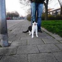 Fotos de gatos com coleira
