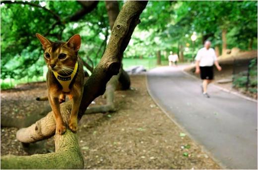 Gatos de coleira