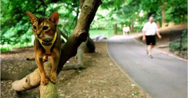 Quem disse que gato não combina com coleira?! Depois de treinados, os gatos gostam de dar uma voltinha de coleira