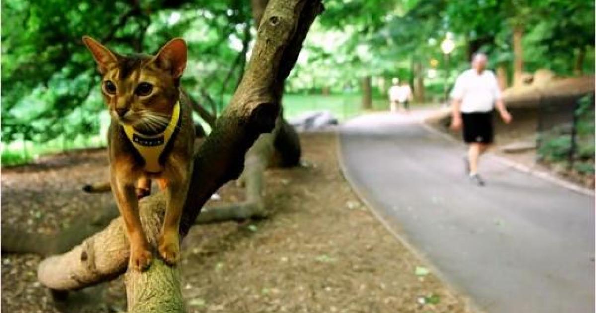 Gatos de coleira