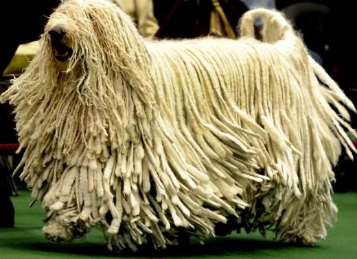 Raça de cachorro komondor