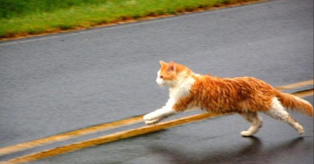 Seu gato sempre recebeu carinho mas ele fugiu. Conheça os motivos pelos quais os gatos fogem