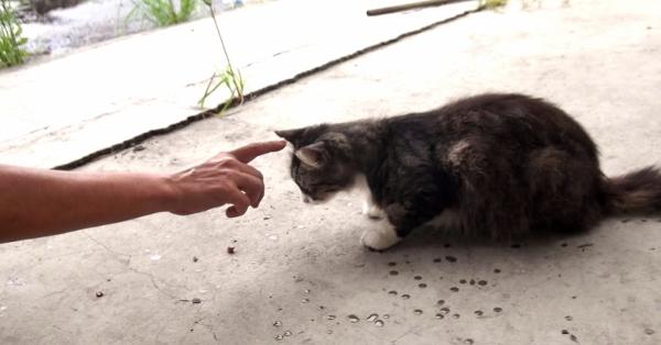 Gatos antissociais