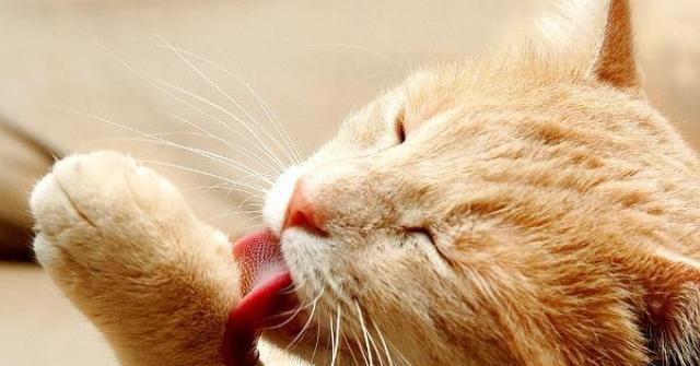 Gatos que se limpam em excesso pode apresentar sérios problemas e também as famosas bolas de pelo, saiba como evitá-los
