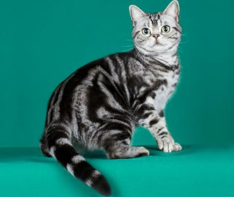 Características das raças de gatos e suas variedades