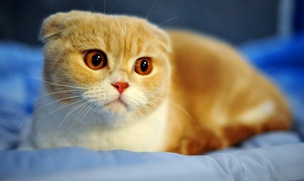 Características das raças de gatos e suas variedades