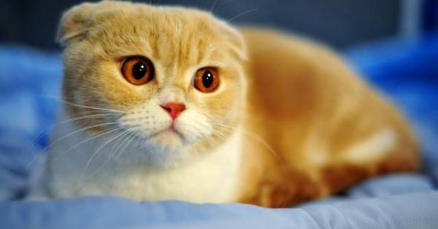 Conheça a formidável variedade de raças de gatos. Gato de pelo longo, pelo curto e híbrido