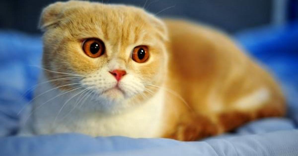 Características das raças de gatos e suas variedades