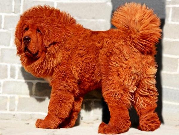 Cachorro mais caro do mundo