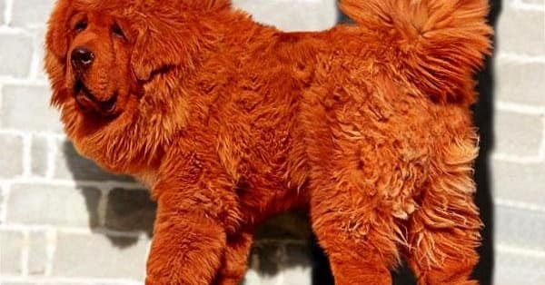 Cachorro mais caro do mundo