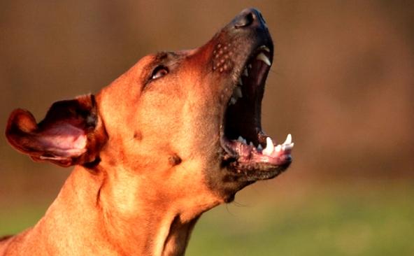 Como evitar que o cachorro fique nervoso com barulhos estranhos