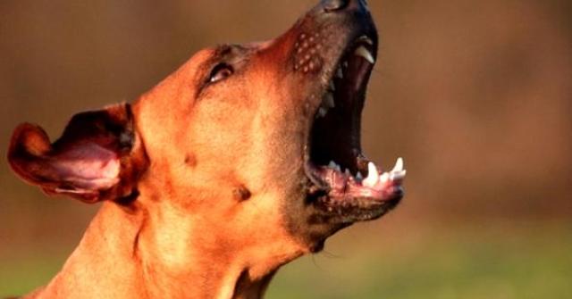 Como evitar que o cachorro fique nervoso com barulhos estranhos