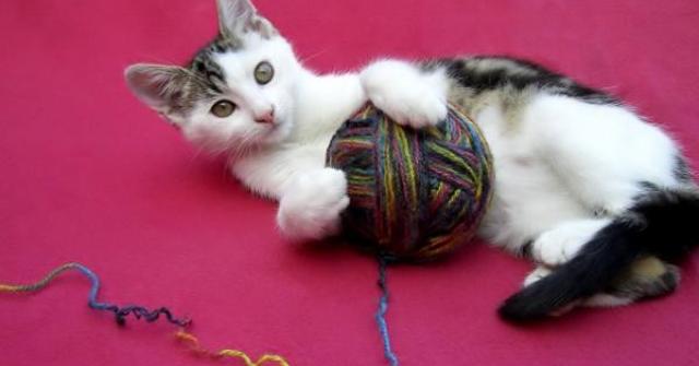 Entenda por que os gatos comem lã e os efeitos dessa prática para a saúde dos bichanos
