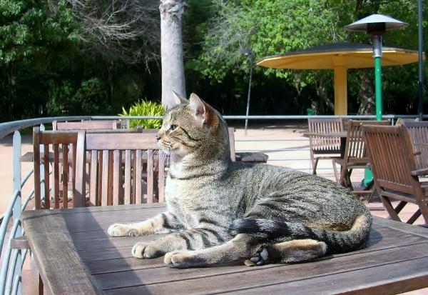 Adestrar Gatos: conheçam as técnicas básicas de adestramento